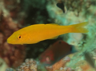 Parupeneus Cyclostomus juvénile